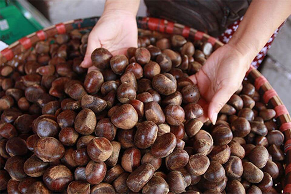 Hạt Dẻ Tươi