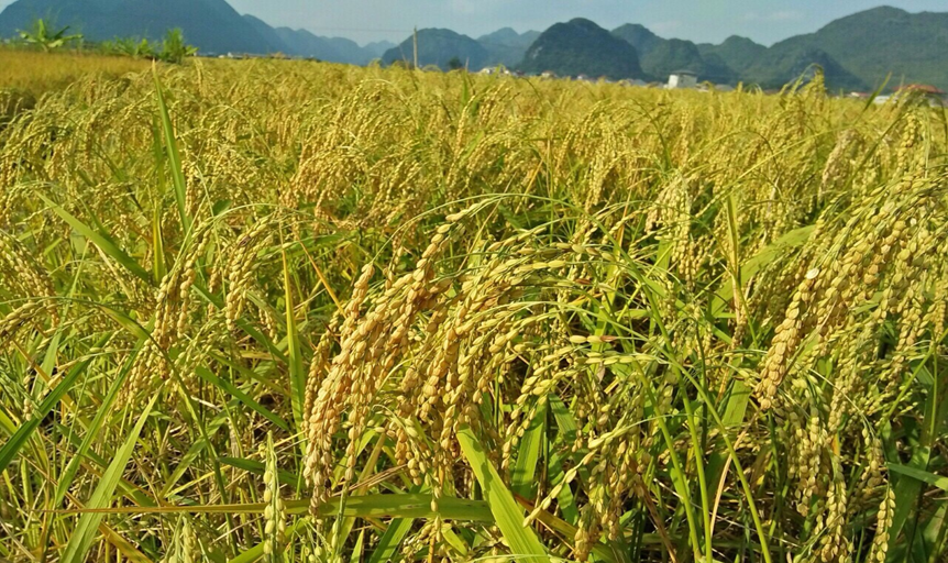 Gạo nếp cái hoa vàng