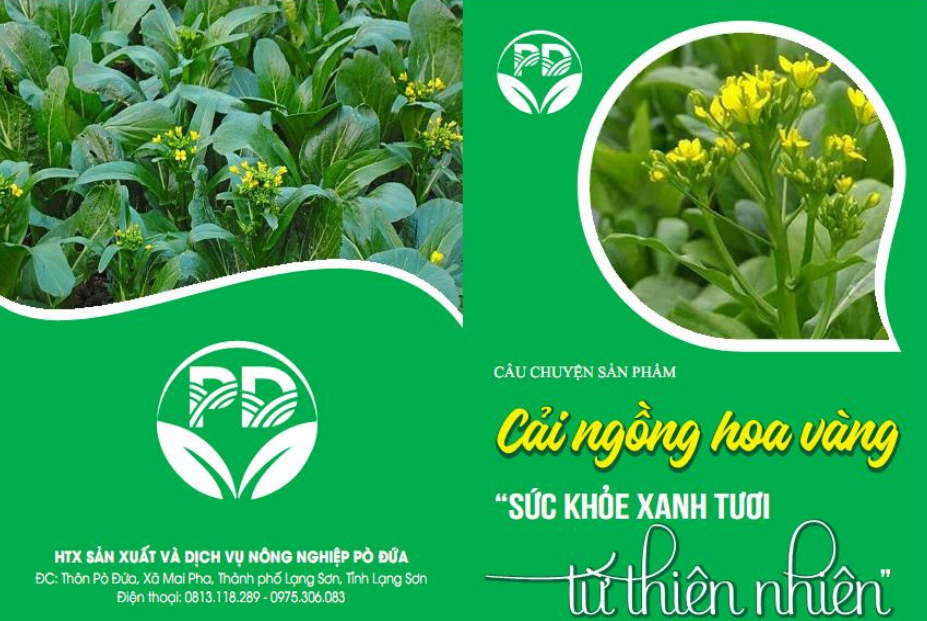 Cải ngồng hoa vàng