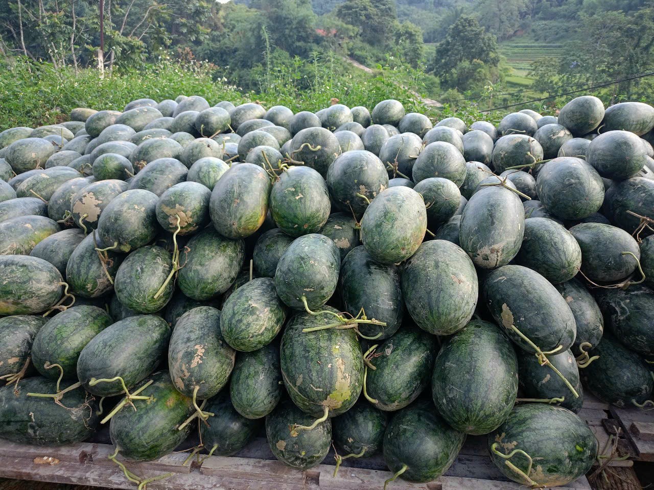 Dưa hấu Trấn Ninh