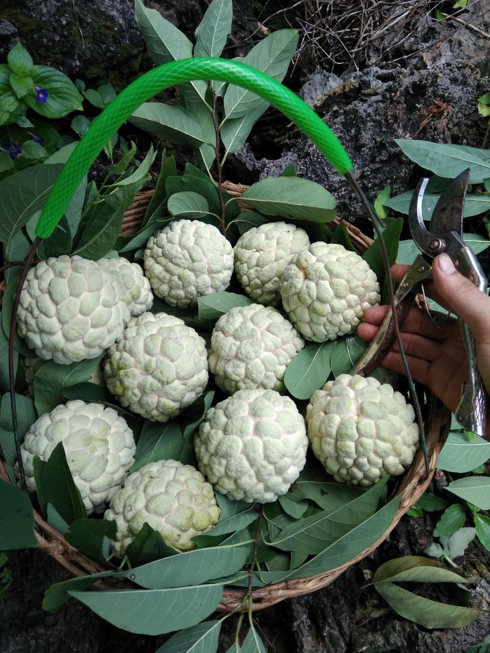 Hình ảnh sản phẩm OCOP
