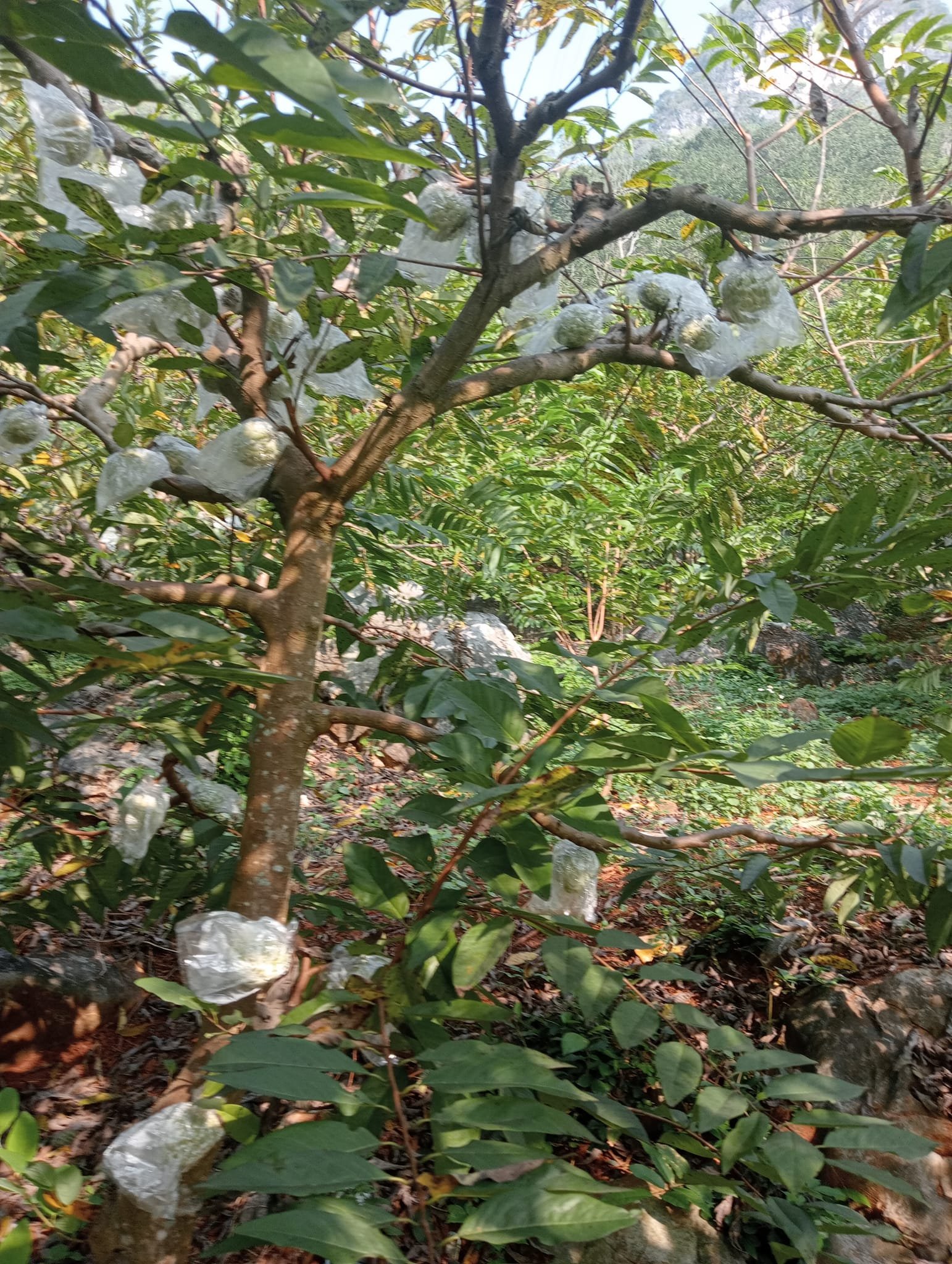 Hình ảnh sản phẩm OCOP
