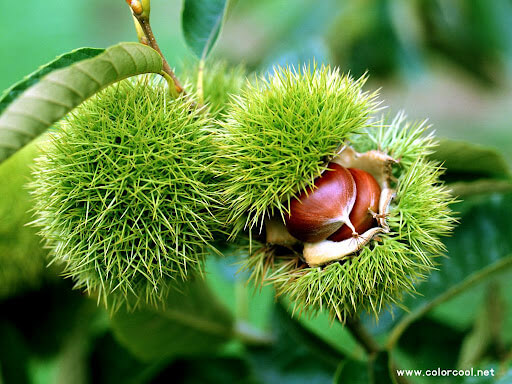 Hạt dẻ tươi