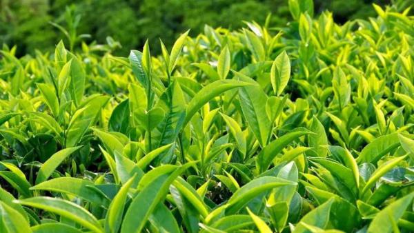 Chè dưới tán Hồi Bình Gia - Lạng Sơn