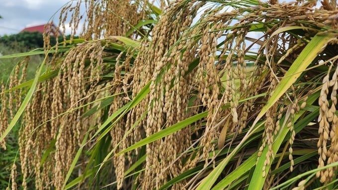 Lúa nếp thơm Bằng Mạc