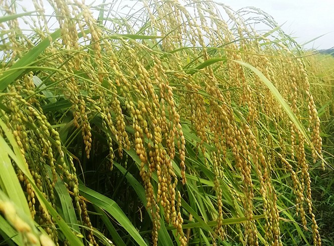 Hình ảnh sản phẩm OCOP